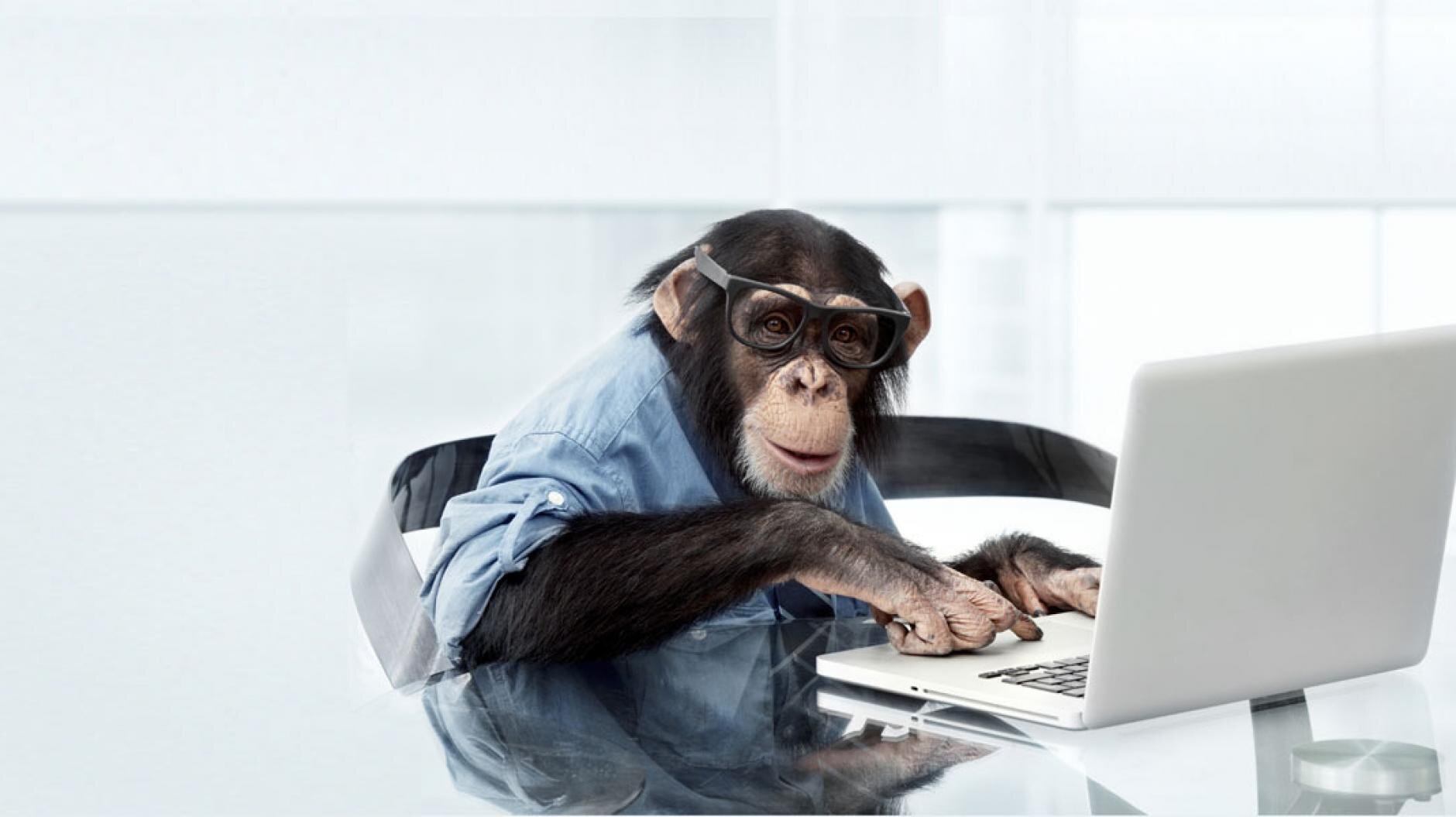 monkey at computer